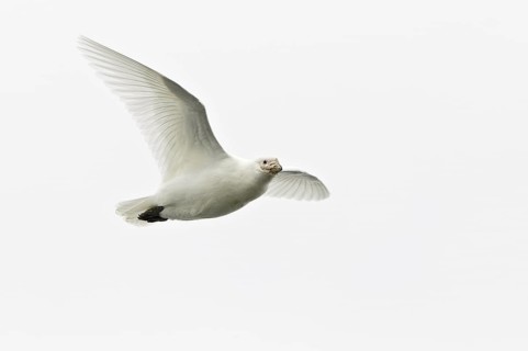 Snowy Sheathbill (Chionis albus) flying, Antarctica