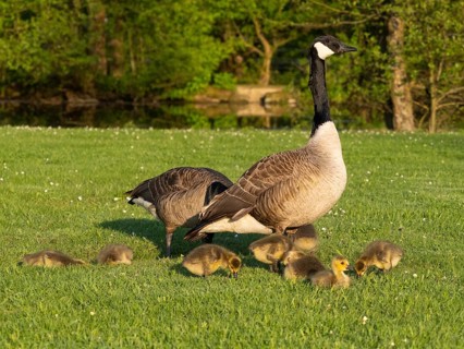 Canada goose (Branta canadensis), adult parent birds with goslings, feeding on a meadow, Hesse,