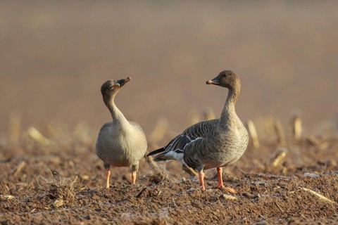 Tundra Bean Goose (Anser serrirostris rossicus) on field, North Rhine-Westphalia, Germany