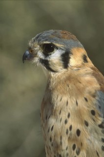 American Kestrel (Falco sparverius), Arizona, USA