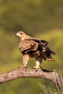 Spanish Imperial Eagle (Aquila adalberti) juvenile perched on a branch, Andalusia, Spain