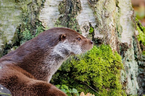 Eurasian otter (Lutra lutra) resting beside a moss-covered tree trunk in woodland habitat, Poland