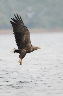 White-tailed Eagle (Haliaeetus albicilla) flying, Mecklenburg-Western Pomerania, Germany