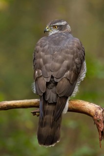 Northern Goshawk (Accipiter gentilis) male, Utrecht, Netherlands
