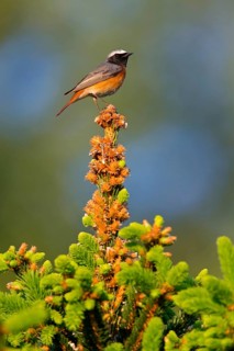 Gartenrotschwanz, Common Redstart, Redstart, Phoenicurus phoenicurus, Rougequeue à front blanc,