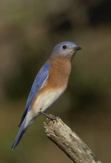 Eastern Bluebird (Sialia sialis), Ohio, USA