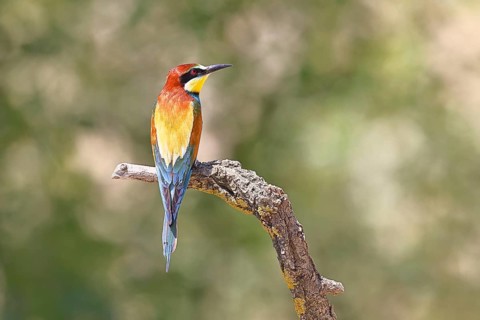 European bee-eater (Merops apiaster) sitting on a branch covered with green lichen, dorsal view,