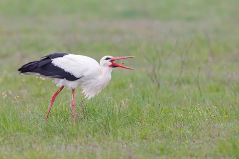 White Stork (Ciconia ciconia) foraging, Lake Neusiedl, Austria