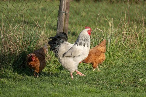 Three chicks are running in a green field. A white and a black rooster move in front of the others.