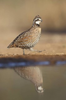 Northern Bobwhite (Colinus virginianus) male, Texas, USA