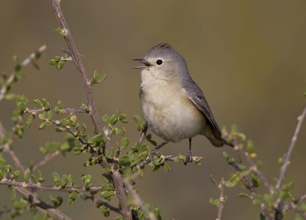 Lucy's Warbler, male