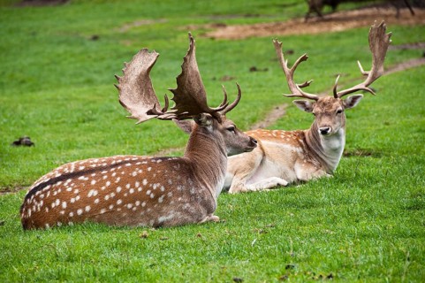 Two deers bulls (Dama dama) on the graass, in captivity. Poland