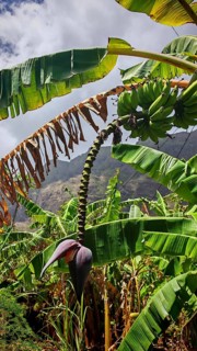 Lush green banana trees (musa) and large leaves in a tropical landscape, hiking, Santo Antao, Cabo