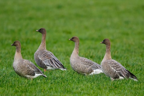 Pink-footed Goose (Anser brachyrhynchus) group resting, Netherlands