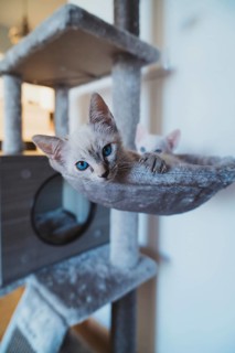 Two adorable kittens with striking blue eyes relax on a cozy cat tree, gazing curiously into the