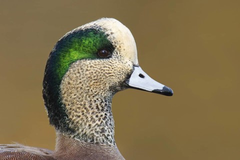 American Wigeon (Mareca americana) male, British Columbia, Canada