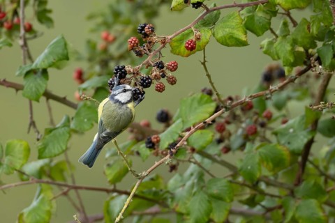 Blue tit (Cyanistes caeruleus) adult garden bird feeding on blackberries fruit in a hedgerow in