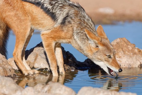 Black-backed jackal (Lupulella mesomelas), adult animal, reflected in the water, drinking at a