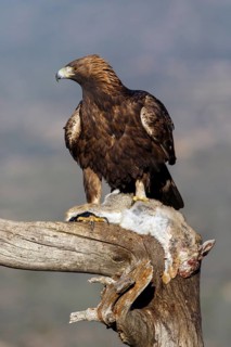 Golden Eagle (Aquila chrysaetos) male eating a rabbit, Castile and Leon, Spain