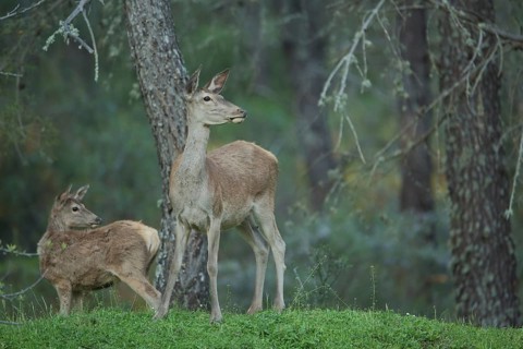 Red deer (Cervus elaphus) with young, Monfragüe, Campillo de Deleitosa, Extremadura, Spain