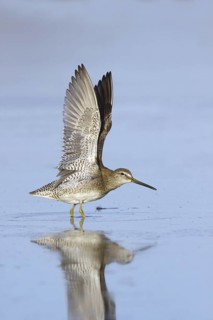 Long-billed Dowitcher Limnodromus scolopaceus Gilbert, Maracopa County, Arizona, United States 16
