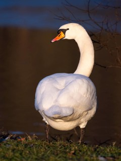 Mute Swan, (Cygnus olor), adult male, standing beside a lake, in late evening light in winter,