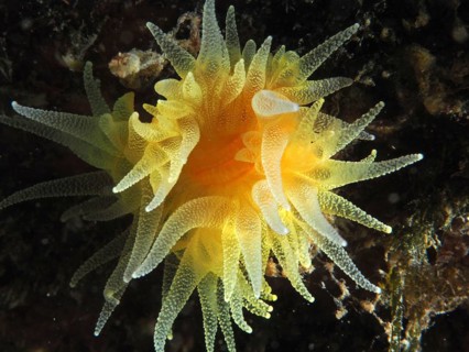 Sunset cup coral (Leptopsammia pruvoti)
