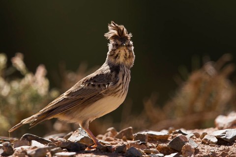 Thekla Lark (Galerida theklae), Morocco