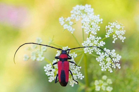 (Purpuricenus budens), longhorn beetle, animals, insects, family of beetles, Pleven, Bulgaria