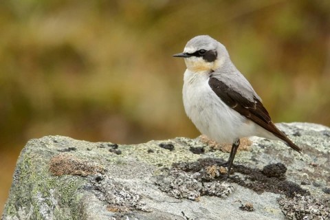 Northern Wheatear (Oenanthe oenanthe) perched on the tundra in Nome, Alaska
