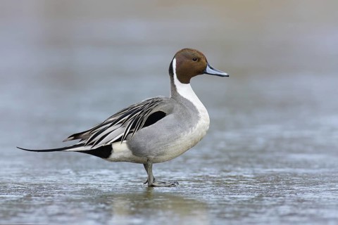 Northern Pintail (Anas acuta) male, British Columbia, Canada