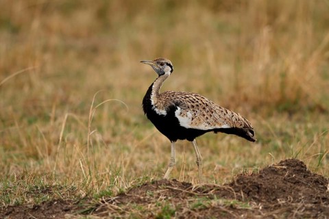 Black-bellied Bustard (Lissotis melanogaster) male, Samburu, Kenya