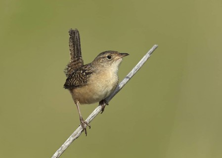 Sedge Wren (Cistothorus platensis), Minnesota, USA
