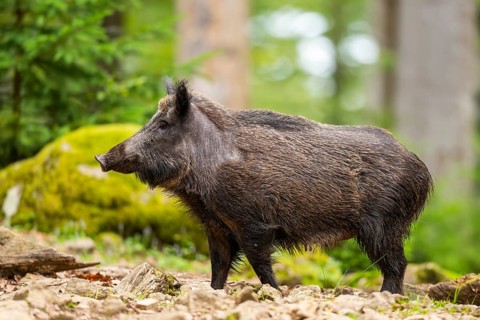 Wild boar (Sus scrofa) standing in a forest, Bavaria, Germany