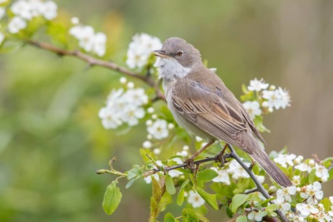 Common Whitethroat (Sylvia communis) male singing, perched on a twig, Poland