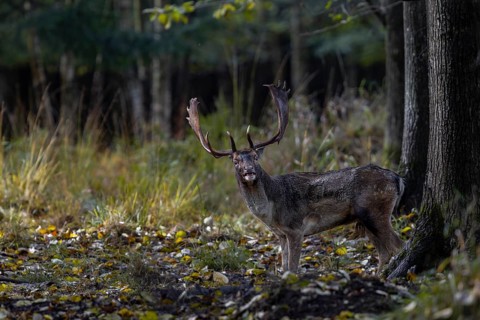 Standing in the rut, the fallow deer (Dama dama) waits for a female ready to mate, rut, mating
