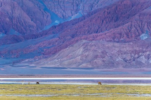 Llamas roam freely in the breathtaking Andean Altiplano of La Puna, Argentina. This serene scene