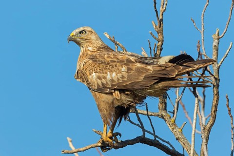 Adlerbussard, Long-legged Buzzard, Buteo rufinus, Buse féroce, Busardo Moro