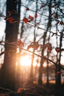 Sunlight falls on autumn leaves and branches in the forest, Gechingen, Calw district, Black Forest,