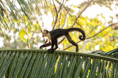 Capuchin monkey walks on a palm tree in the jungle, Osa Peninsula, Puntarenas, Costa Rica