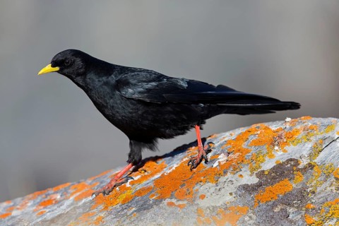 Alpendohle, Alpine Chough, Yellow-billed Chough, Pyrrhocorax graculus, Chocard à bec jaune, Chova
