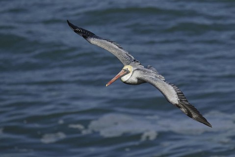 Brown Pelican (Pelecanus occidentalis), California, USA