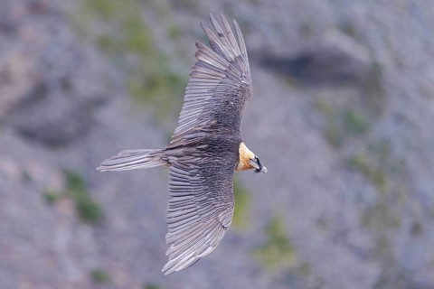 Bearded Vulture (Gypaetus barbatus) flying, Italy