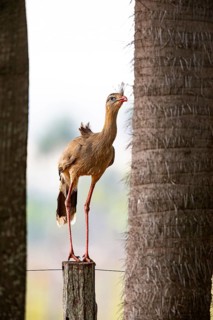 Red-footed seriema (Cariama cristata) Pantanal Brazil