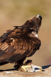 Golden Eagle (Aquila chrysaetos) female, Castile and Leon, Spain