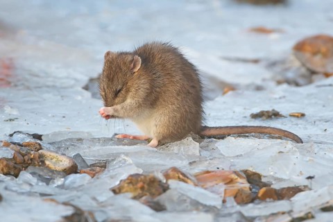 Brown rat (Rattus norvegicus) adult rodent animal washing its face on ice of a frozen lake in