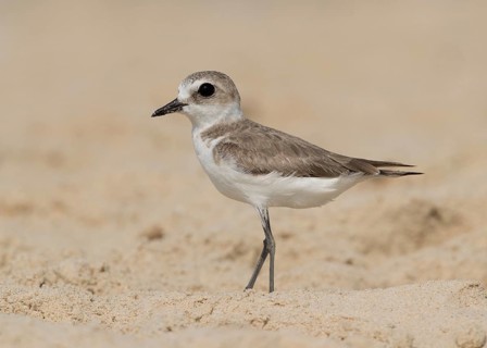 Kentish Plover (Charadrius alexandrinus) foraging on beach, Goa India