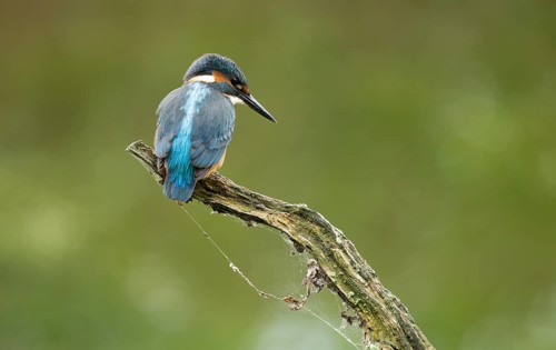 Kingfisher (Alcedo atthis) sitting on an old branch, perch and looking for prey, Lower Saxony,