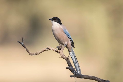 Blue magpie (Cyanopica cooki), Extremadura, Castilla La Mancha, Spain