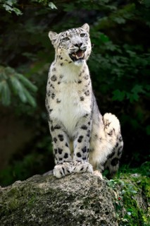 Snow leopard (Uncia uncia), adult, alert, sitting on rocks, endangered species, captive